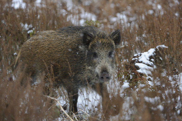 Nur wenn Politik, Behörden, Landwirte und Jäger Hand in Hand zusammenarbeiten, kann eine noch intensivere Bejagung der Wildschweine erfolgreich sein. Quelle: DJV