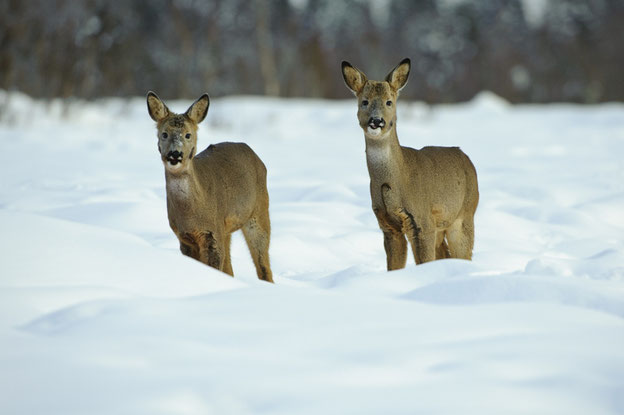 Rehe bewegen sich im Winter möglichst wenig um Energie zu sparen. Quelle: Rolfes/DJV