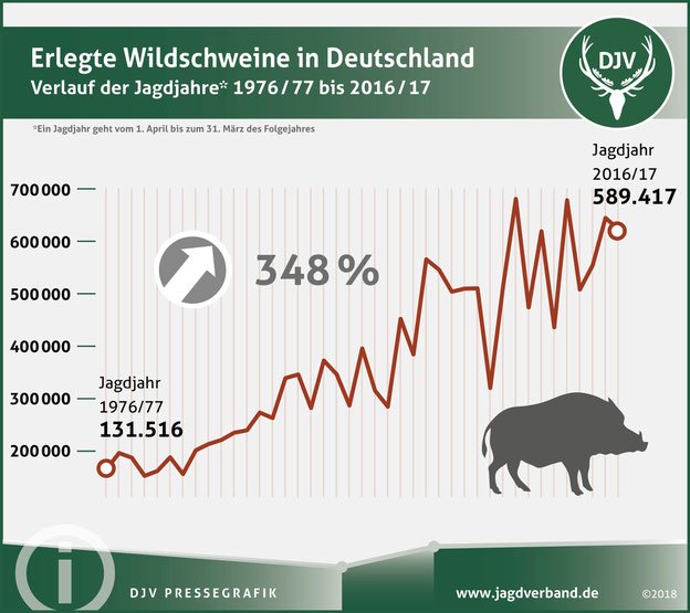 Erlegte Wildschweine in Deutschland von 1976 bis 2017. Quelle: DJV