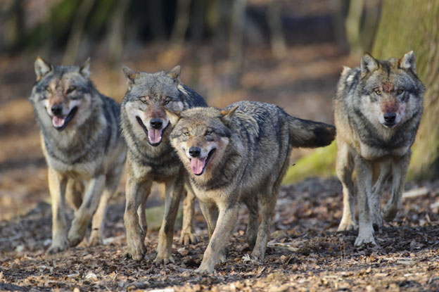 "Für ein vernünftiges Wolfsmanagement müssen wir das internationale Monitoring und den Datenaustausch mit den Nachbarländern intensivieren“, sagte DJV-Präsidiumsmitglied Helmut Dammann-Tamke. Quelle: Rolfes/DJV 