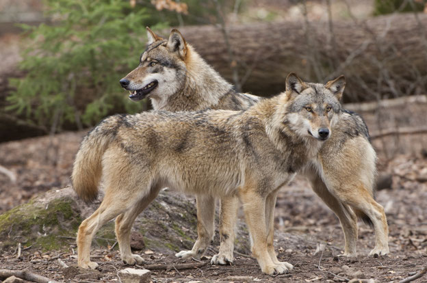 Offensichtlich doch weniger scheu als vom Amtsnaturschutz kommuniziert: der Wolf Quelle: Rolfes/DJV