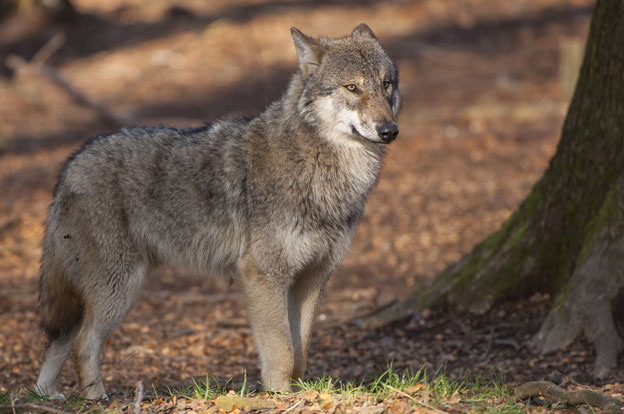 In Ostpolen soll ein Wolf am Dienstag zwei Kinder angegriffen haben. Unmittelbar nach dem Übergriff sei der Wolf erschossen worden.  Foto: Rolfes/DJV