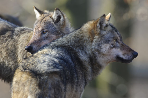 Der jährliche Zuwachs der Wolfspopulation liegt bei mehr als 30 Prozent – Tendenz steigend. 2017 haben Wölfe  im Landkreis Cuxhaven die ersten Deichschafe getötet und 22 ausgewachsene Rinder.  Quelle: Rolfes/DJV