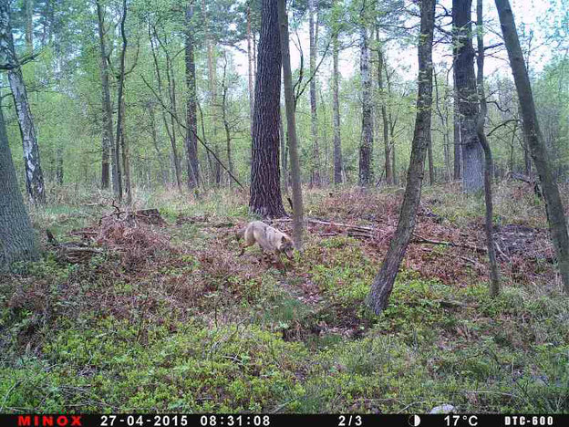 Eine Monitoringmöglichkeit der Jäger: Aufnahmen mit Wildkameras Quelle: Noltenius/LJV Sachsen