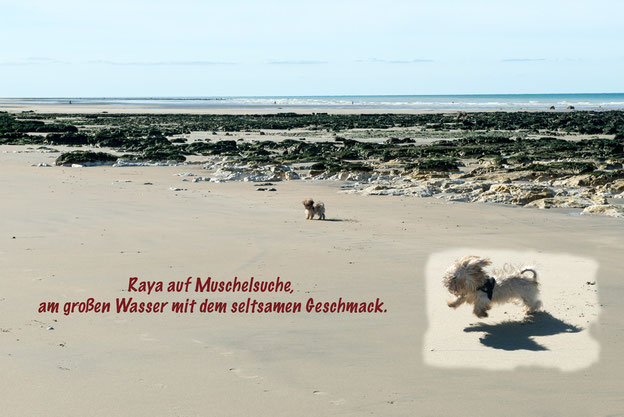 Muschelsuche in Saint-Aubin-sur-Mer (Frankreich; Normandie; Seine-Maritime; Côte d´Albâtre)