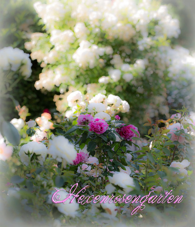 Rosen Hexenrosengarten Kletterrose Vorgarten Guirlande d'Amour Ferdinand Picchard