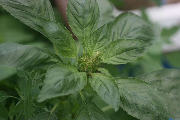 Amarante, Amaranthus sp.