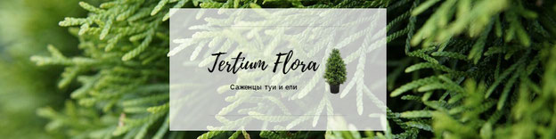 Туи оптом наличный и безналичный расчет. Tertium Flora
