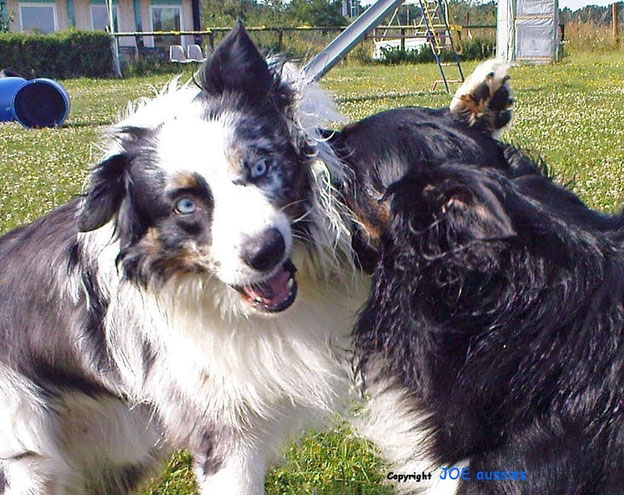 JOE SunkaWakan DNAVP 11.02.200716.07.2018 unvergessen joeaussiess