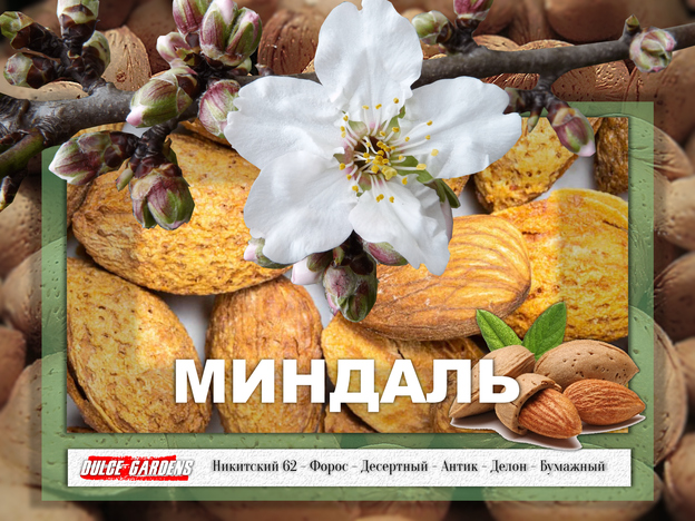 Миндаль лучшие сорта в России Никитский 62 - Форос - Десертный - Антик - Делон - Бумажный