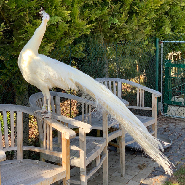 36+ frisch Bilder Pfau Im Garten Halten Pfauen Halten Wieviel platz
