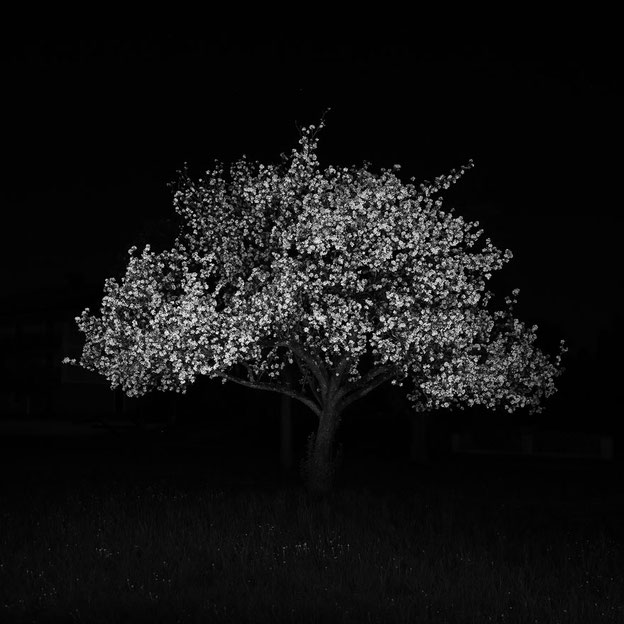 Dirk Obracay Apfelbaum Apfelblüte Nachtaufnahme Langzeitbelichtung Photography Fotografie Schwarz-Weiss
