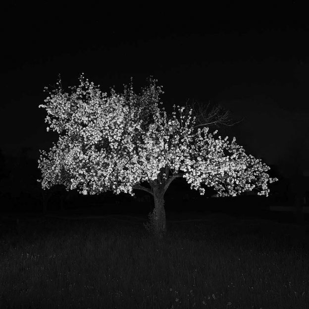 Dirk Obracay Apfelbaum Apfelblüte Nachtaufnahme Langzeitbelichtung Photography Fotografie Schwarz-Weiss
