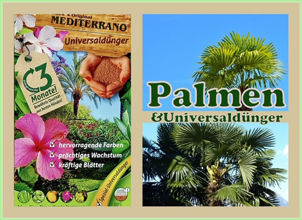 Universaldünger für Palmen