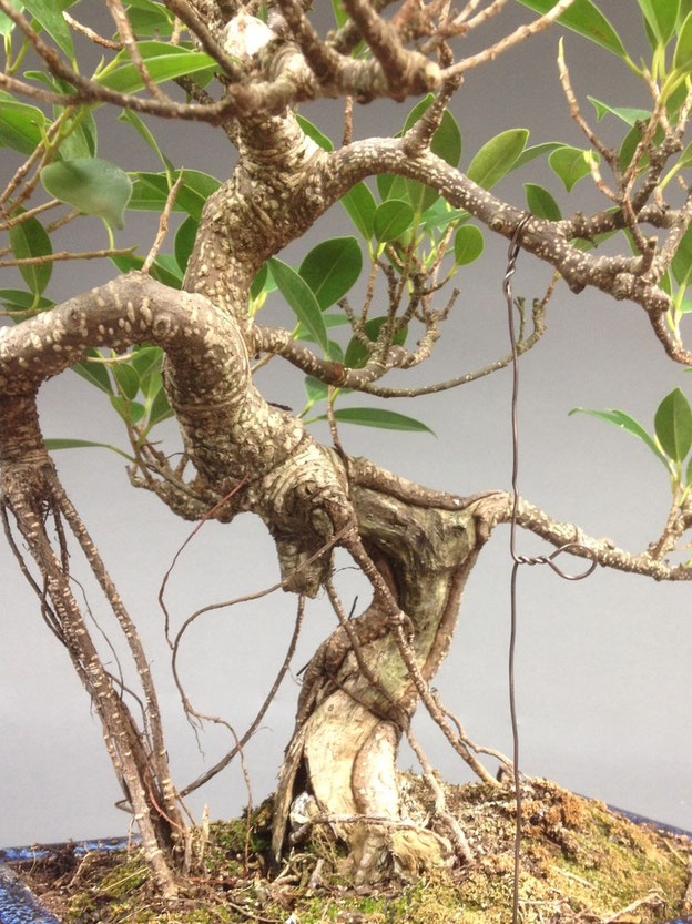 Bonsai richtig Drahten Bonsai Shop www.bonsaihassler.de