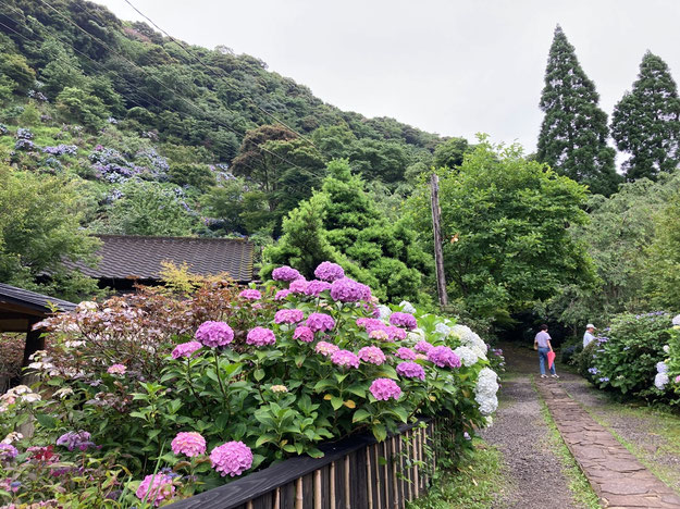 確認画像菜の花畑に鹿3頭作り帯の付け方説明確認画像