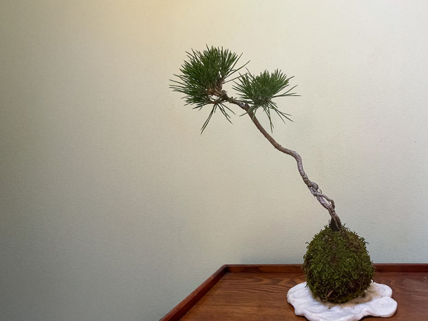 苔玉作り〜黒松の苔玉〜