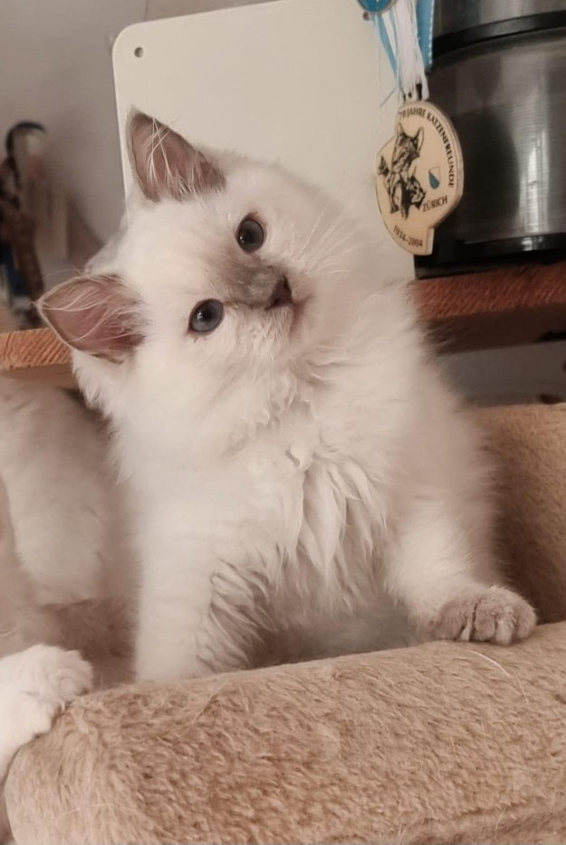 Endlich ist sie bei uns eingezogen! Welcome to the Pack, kleine Zaubermaus!