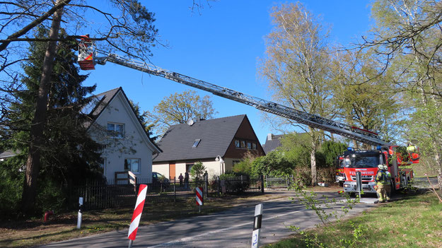 Baumfällung in der Ulzburger Straße (Foto: Quickborn1)