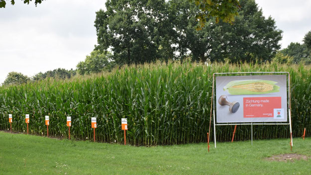 Ein Banner macht am Schaufeld auf den Betreiber KWS aufmerksam.