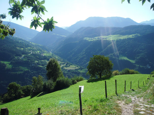 Sonnige Südtiroler Berglandschaft mit Bergwiese und Wäldern im Hintergrund