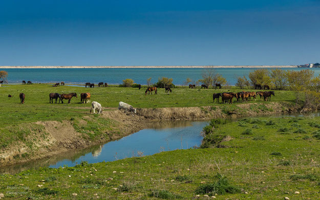 Animali al pascolo lungo le rive del lago artificiale [foto A. Longo]