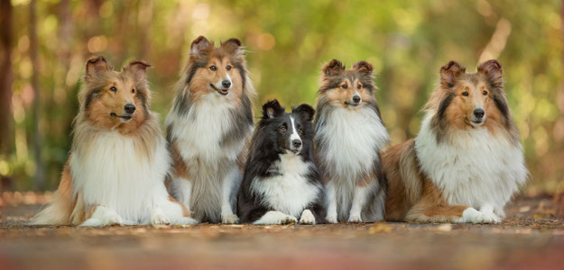 Collies vom Nieder Röder See