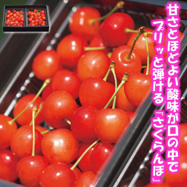 アンスリーファーム 佐藤錦