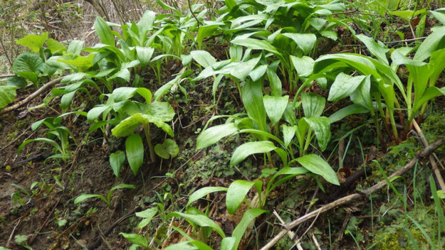 行者にんにく なぜ2種類 北海道の山菜採り代行サービス 北の山菜村