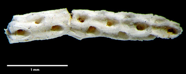 Senckenberg, Bryozoa, Bryozoen, Moostierchen, Sammlung Voigt