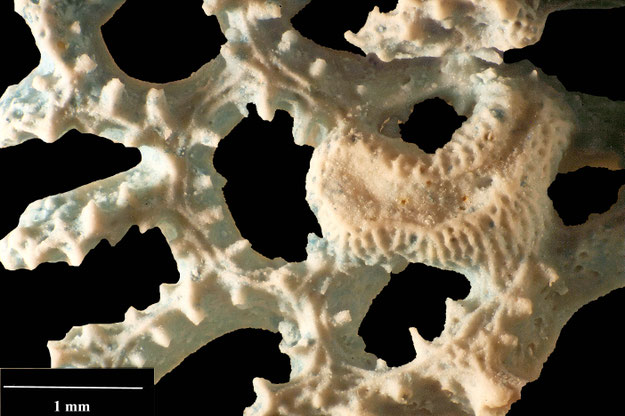 Senckenberg, Bryozoa, Bryozoen, Moostierchen, Sammlung Voigt