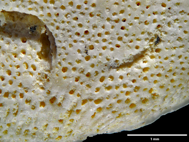 Senckenberg, Bryozoa, Bryozoen, Moostierchen, Sammlung Voigt