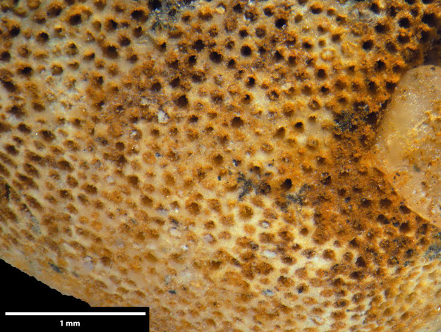 Senckenberg, Bryozoa, Bryozoen, Moostierchen, Sammlung Voigt