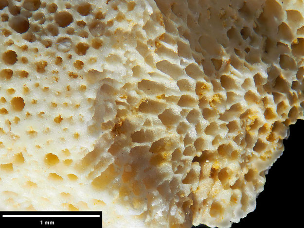 Senckenberg, Bryozoa, Bryozoen, Moostierchen, Sammlung Voigt