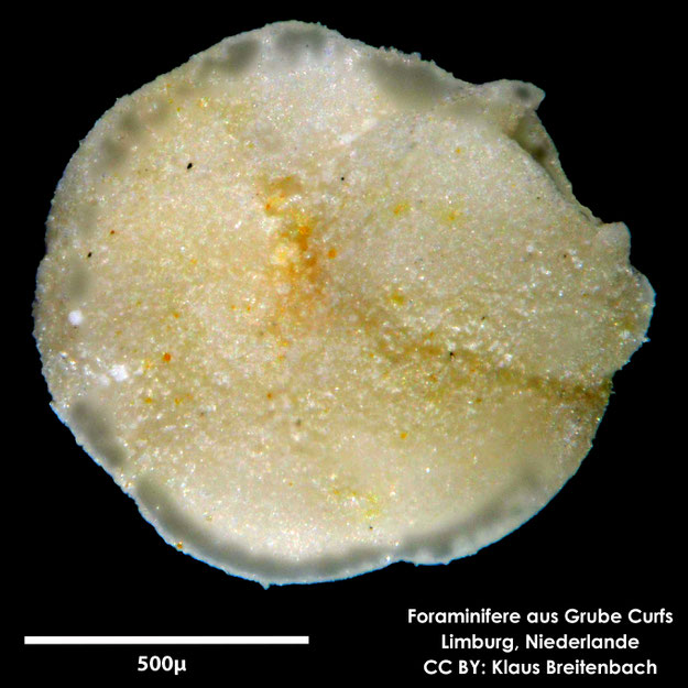 Foraminifere, Foraminifera, Bryozoa, Senckenberg, fossil, Grube Curfs, Maastrichtium