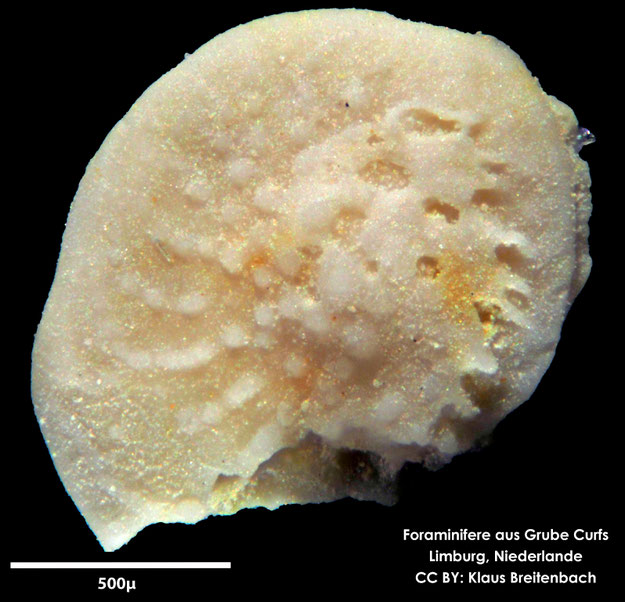 Foraminifere, Foraminifera, Bryozoa, Senckenberg, fossil, Grube Curfs, Maastrichtium