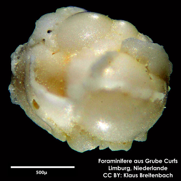 Foraminifere, Foraminifera, Bryozoa, Senckenberg, fossil, Grube Curfs, Maastrichtium