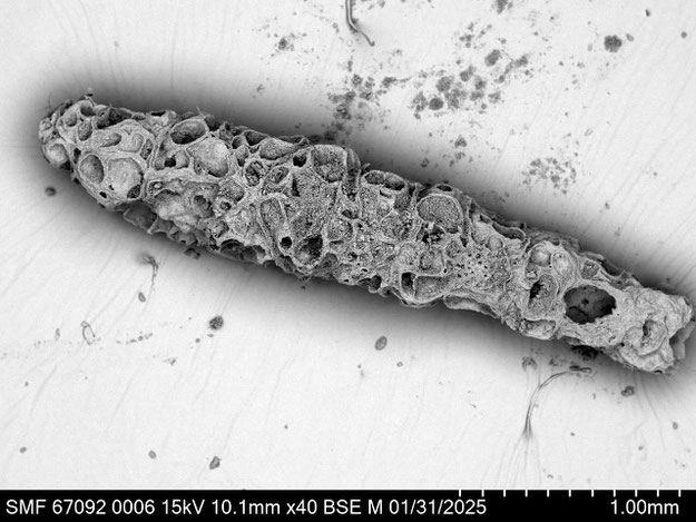Senckenberg, Bryozoa, Bryozoen, Moostierchen, Sammlung Voigt