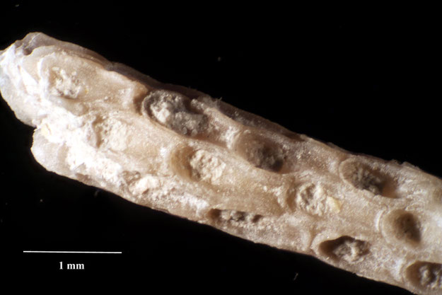Senckenberg, Bryozoa, Bryozoen, Moostierchen, Sammlung Voigt