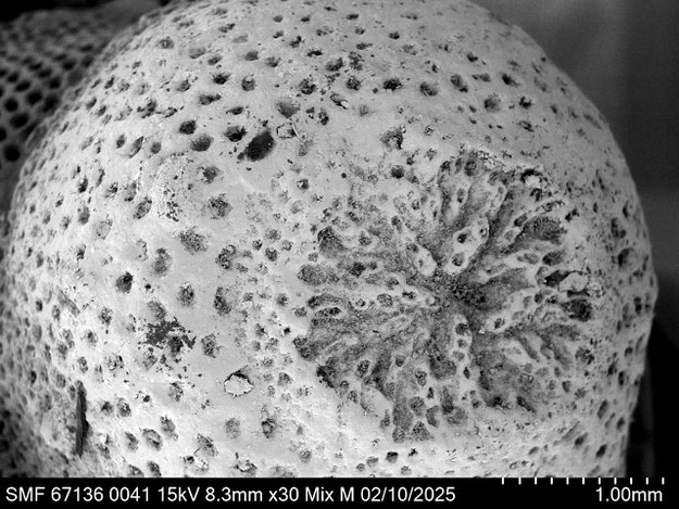 Senckenberg, Bryozoa, Bryozoen, Moostierchen, Sammlung Voigt