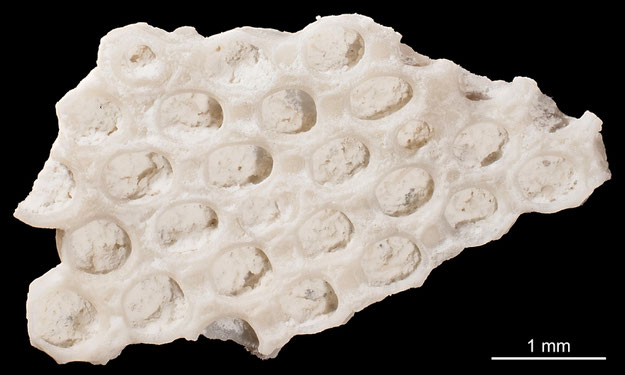 Senckenberg, Bryozoa, Bryozoen, Moostierchen, Sammlung Voigt