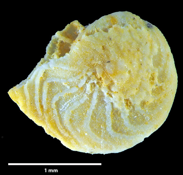 Foraminifere, Foraminifera, Bryozoa, Senckenberg, fossil, Grube Curfs, Maastrichtium