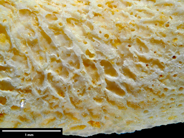 Senckenberg, Bryozoa, Bryozoen, Moostierchen, Sammlung Voigt
