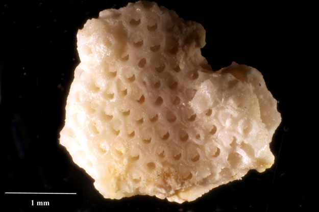 Senckenberg, Bryozoa, Bryozoen, Moostierchen, Sammlung Voigt