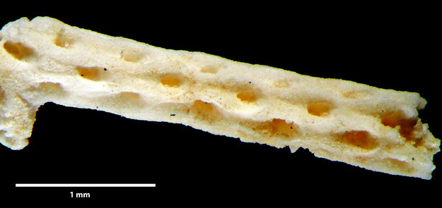 Senckenberg, Bryozoa, Bryozoen, Moostierchen, Sammlung Voigt