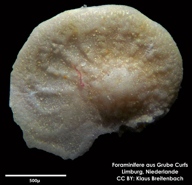 Foraminifere, Foraminifera, Bryozoa, Senckenberg, fossil, Grube Curfs, Maastrichtium