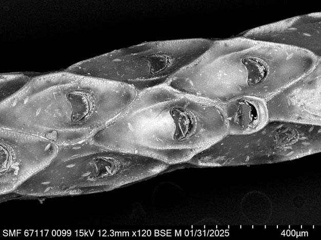 Senckenberg, Bryozoa, Bryozoen, Moostierchen, Sammlung Voigt