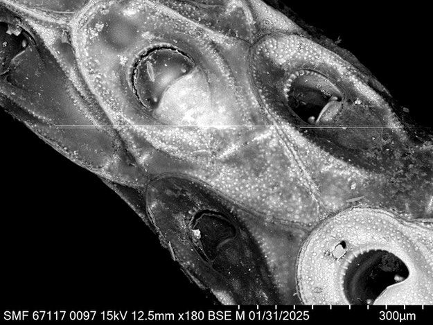 Senckenberg, Bryozoa, Bryozoen, Moostierchen, Sammlung Voigt
