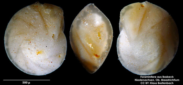 Foraminifere, Foraminifera, Bryozoa, Senckenberg, Basbeck, Maastrichtium