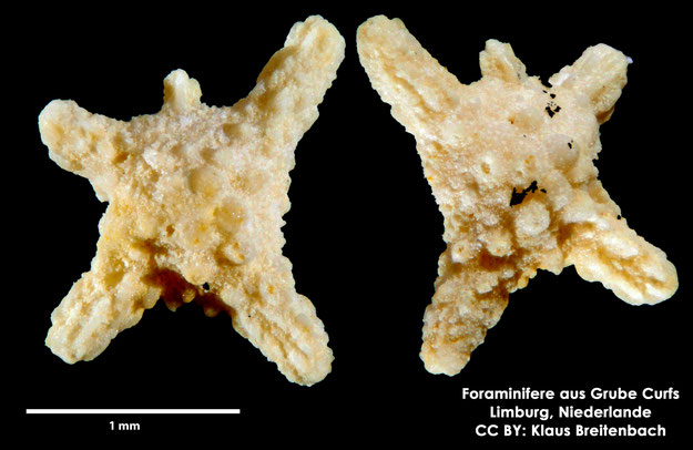 Foraminifere, Foraminifera, Bryozoa, Senckenberg, fossil, Grube Curfs, Maastrichtium